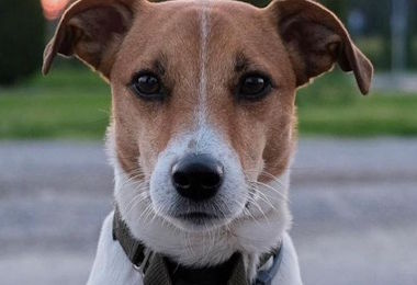 Il cagnolino Milo, aggredito e ucciso da un cane libero